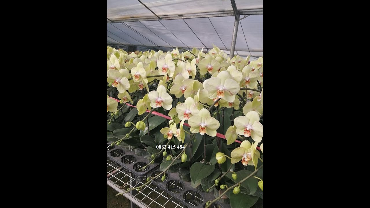 Cung cấp lan hồ điệp Tế 2020 số lượng lớn 65k-125k/cây 0336880941 0974702106 Hà Nội