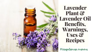 Lavender Benefits, Recipes & Side Effects