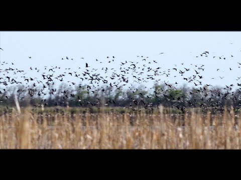 Скопление гуся в Омской области Скопление гуся в Омской области
