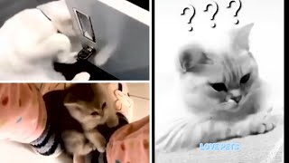 funny and cute dog and cat videos  cute puppies  cute pets #3