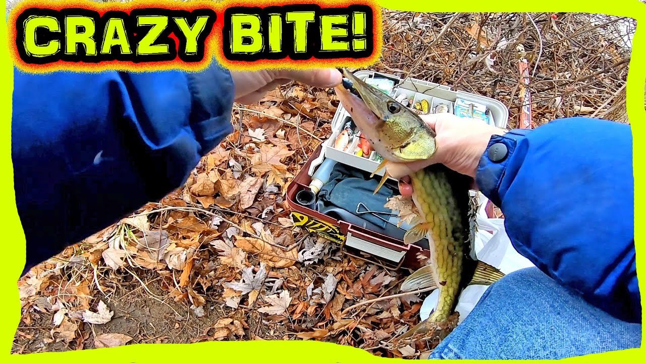 Winter pickerel fishing keitech swimbait lures, Ice melted lets go