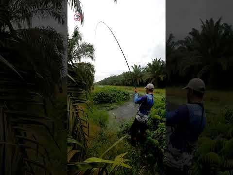 di Tikungan parit ini masih embun pagi langsung di lahapnya #shorts