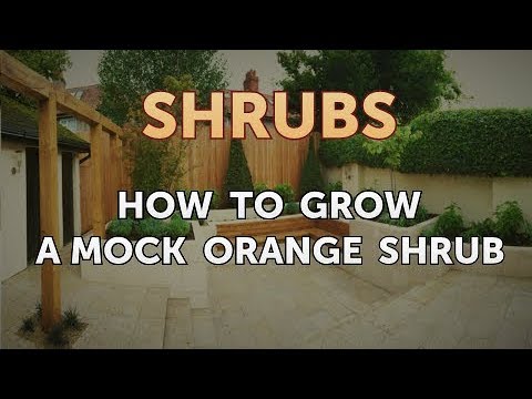 Video: Care Of Mock Orange Bush - Condizioni di coltivazione per Mock Orange