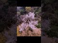 【Antigravity A1】城山ダムの山桜を空撮!私は飛ばし続けるぞ! #山桜 #城山 #津久井湖 #antigravitya1 #sakura #桜 #ダム