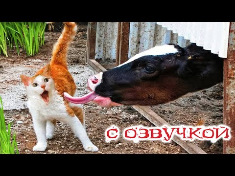 ПРИКОЛЫ С КОТАМИ! САМЫЕ Смешные коты с озвучкой! СМЕШНЫЕ ЖИВОТНЫЕ! До слёз!