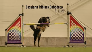 Cassiann I A1 agility exam by Kateřina Jáchymová 782 views 2 years ago 47 seconds