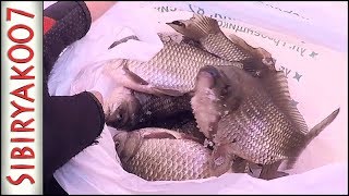 Ловля карася зимой. Первый опыт. Рыбалка в глухозимье 2019. Ловля на мормышку Ловля карася зимой. Первый опыт. Рыбалка в глухозимье 2019. Ловля на мормышку