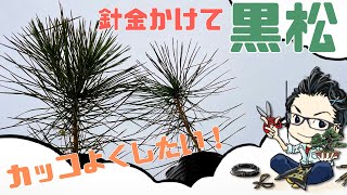 【盆栽】美的センスがなくても、かっこよく作る黒松ミニ盆栽。ポイント紹介。針金かけ、整枝。