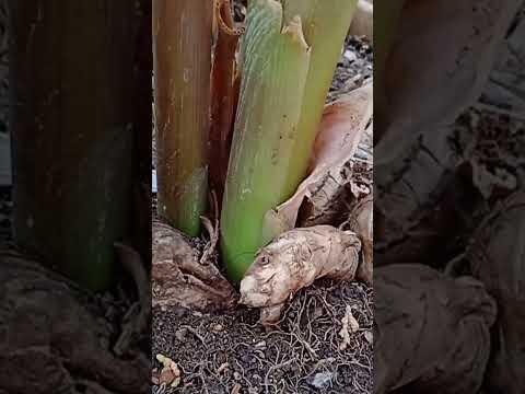 Video thumbnail: organic ginger grown without chemicals on a small farm