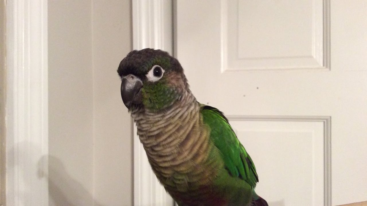 Green Cheek Conure Making Noises | Doovi