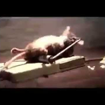 Tikus kocak
