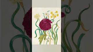 Johanna Helena Herolt botanical illustration 18th century #arthistory #famouspaintings