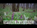 Spring in Ukraine | Весна в Україні