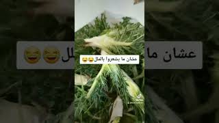 تنظيف العكوب