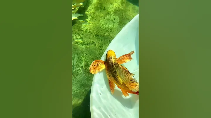 chép sư tử gonl đẹp nhất #SHOPRT