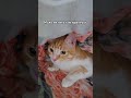 Даже самые смелые коты боятся посыльных