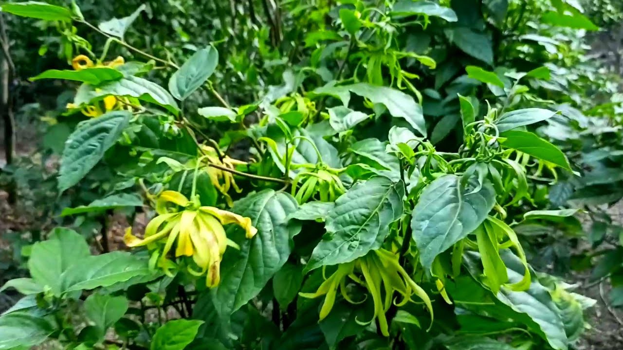 petani desa menanam tumpang sari jeruk dan bunga kenanga hasil nya luar biasa || hidup di desa