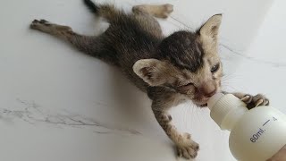 Rescue Orphan Kitten Is Starving And Is Getting Crazy After Seeing Bottle Of Milk