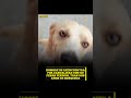 Encuentra a su perro perdido de casualidad tras dos años de búsqueda
