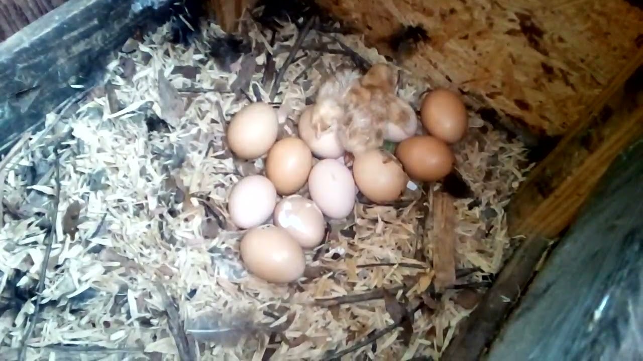 Chicks hatching, eggs pipping YouTube