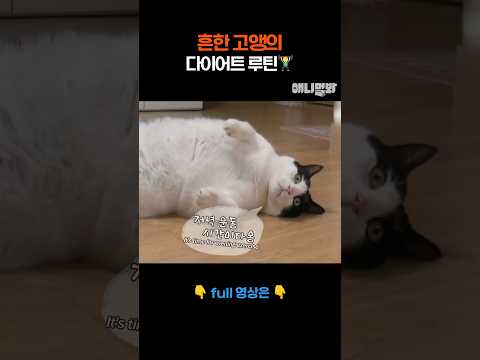 흔한 고앵의 다이어트 루틴🏋️ #애니멀봐 #shorts