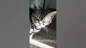 Angry Sounds Cat Angry Cat Sounds 