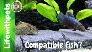 Compatible Tank mates  for Betta Fish (Collab)
