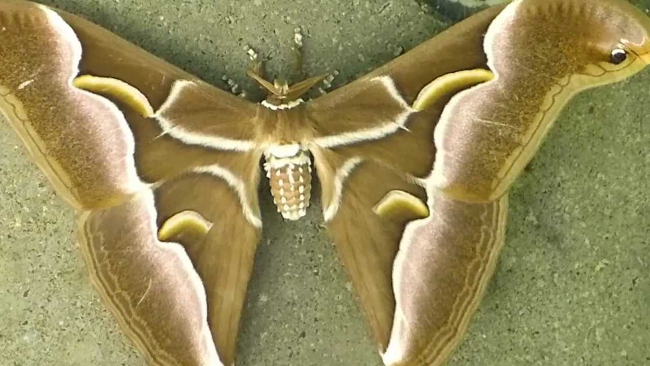 フルHDでムビる00959 大きい大きい蛾シンジュサン shinjusan ：moth