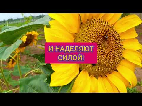 СОЛНЕЧНЫЕ ПОДСОЛНУХИ!🌻🌻🌻#добрыепожелания