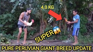 Rare Black Gold Color, Pure Peruvian Giant Breed