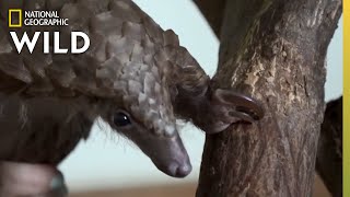 The Pregnant Pangolin | Secrets of the Zoo