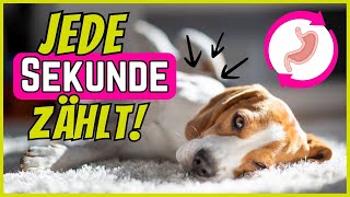 SO kommt es zur Magendrehung beim Hund ⚡ by SchnüffelSchnuten 3,539 views 4 months ago 5 minutes, 22 seconds