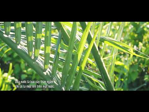 Video 4K || RỪNG DỪA TỊNH KHÊ || Vẻ đẹp cuộc sống trong rừng... - youtube