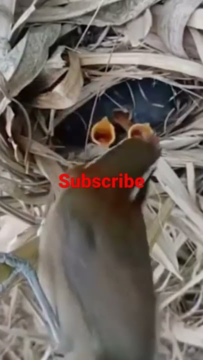 ANAKAN BURUNG CUCAK KOPI