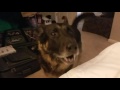 German Shepherd Throws a Temper Tantrum