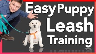 How to Leash Train your Puppy!