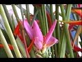 Cultivo de Heliconias - TvAgro por Juan Gonzalo Angel