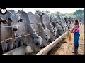 How farmers raise and transport millions of giant cows  farming giant cows