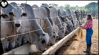 How Farmers Raise And Transport Millions Of Giant Cows - Farming Giant Cows