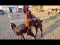 Powerful Sirohi breeder goat breeding / goat meeting / goat crossing/ bakri hit me he kase pechane