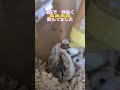 #ハムちゃん #🐹🐹🐹🐹 #水がない #あわわわ💦