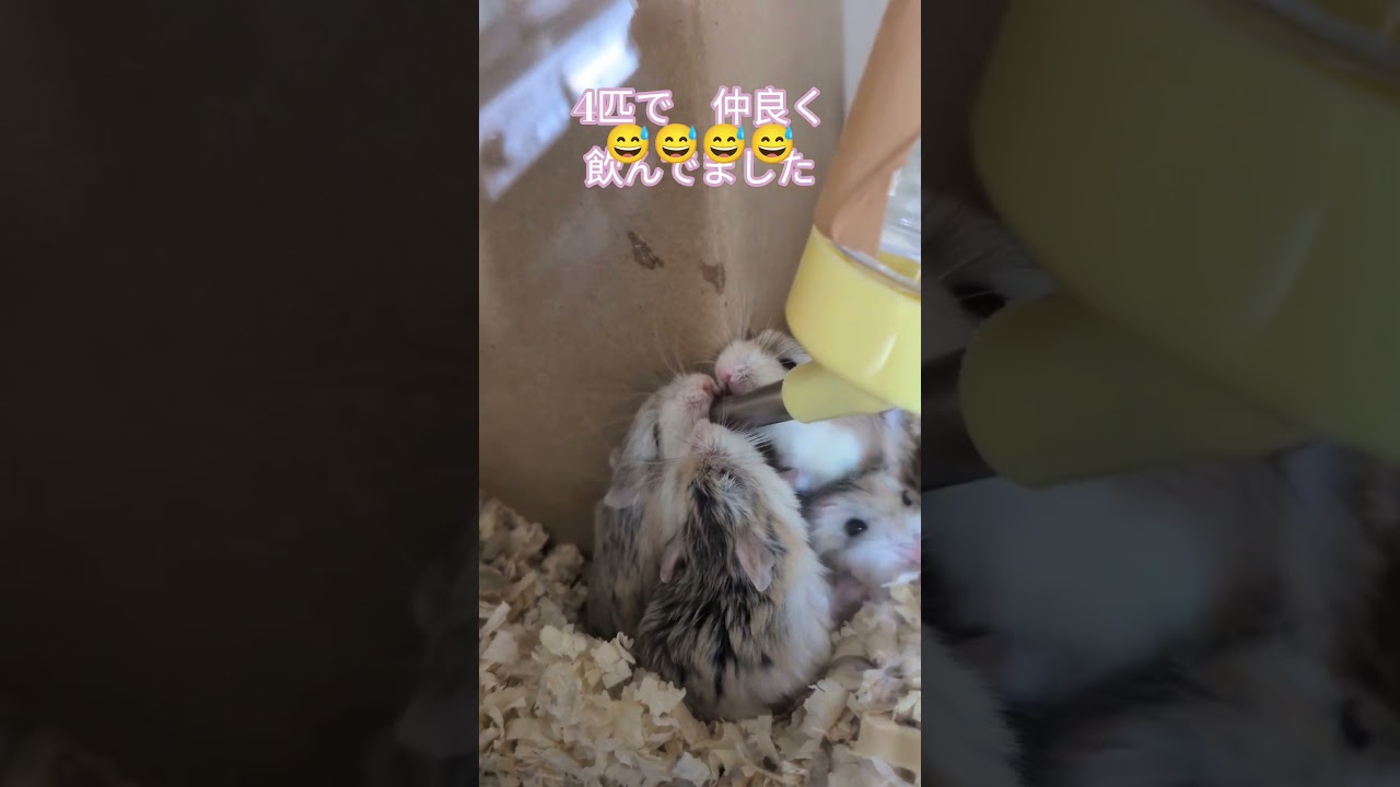 #ハムちゃん #🐹🐹🐹🐹 #水がない #あわわわ💦