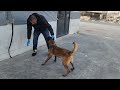 لماذا يستخدموا الشرطه بمعظم العالم هذا النوع من الكلاب مع جمال العمواسي لماذا يستخدموا الشرطه بمعظم العالم هذا النوع من الكلاب مع جمال العمواسي