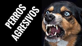 Perros AGRESIVOS ⏩ Aprende Como Tratarlos, Entenderlos  y Controlarlos Correctamente ✅