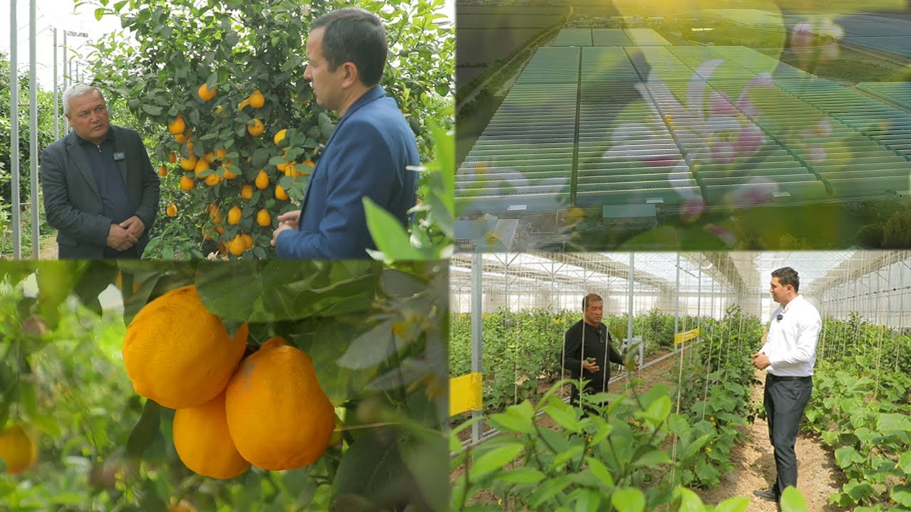 Лимоннинг ортидан миллион топганлар!