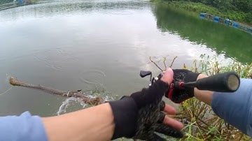 câu cá hoàng đế hồ thác bà.  cận cảnh quay chậm cá táp mồi. phê nhức nách:   p1 Anh Dũng fishing