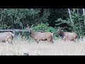 North Rainier (Selleck) Elk Herd