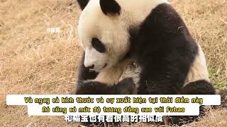 Gấu trúc Lạc Bảo( Lebao) từ làm công ăn lương đến trở thành con rể nhà tài phiệt#panda #gấutrúc