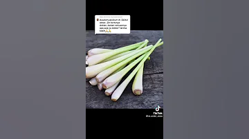 Obat Herbal Penyakit Gula 