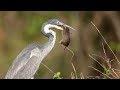 Black-headed Heron catching rat